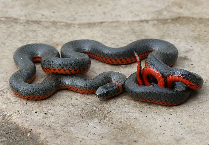 Pacific Ringneck Snake